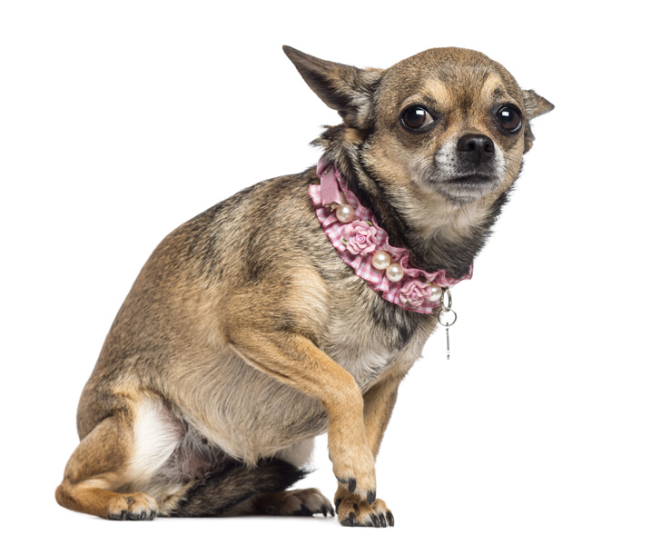 A chihuahua looking frightened with its paw lifted