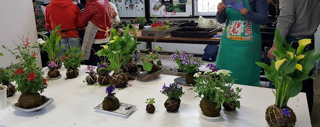 Taller de kokedama en bilbao en bonsai bilbao con bonsai center sopelana bonsai center sopelana talleres y cursos