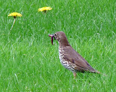 Wild and Wonderful: Beautiful Birds (25): Thrush - Mistle or Song?