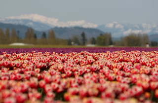 Picture of Skagit Valley Tulips