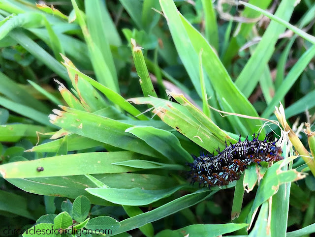 buckeye caterpillar on blade of grass