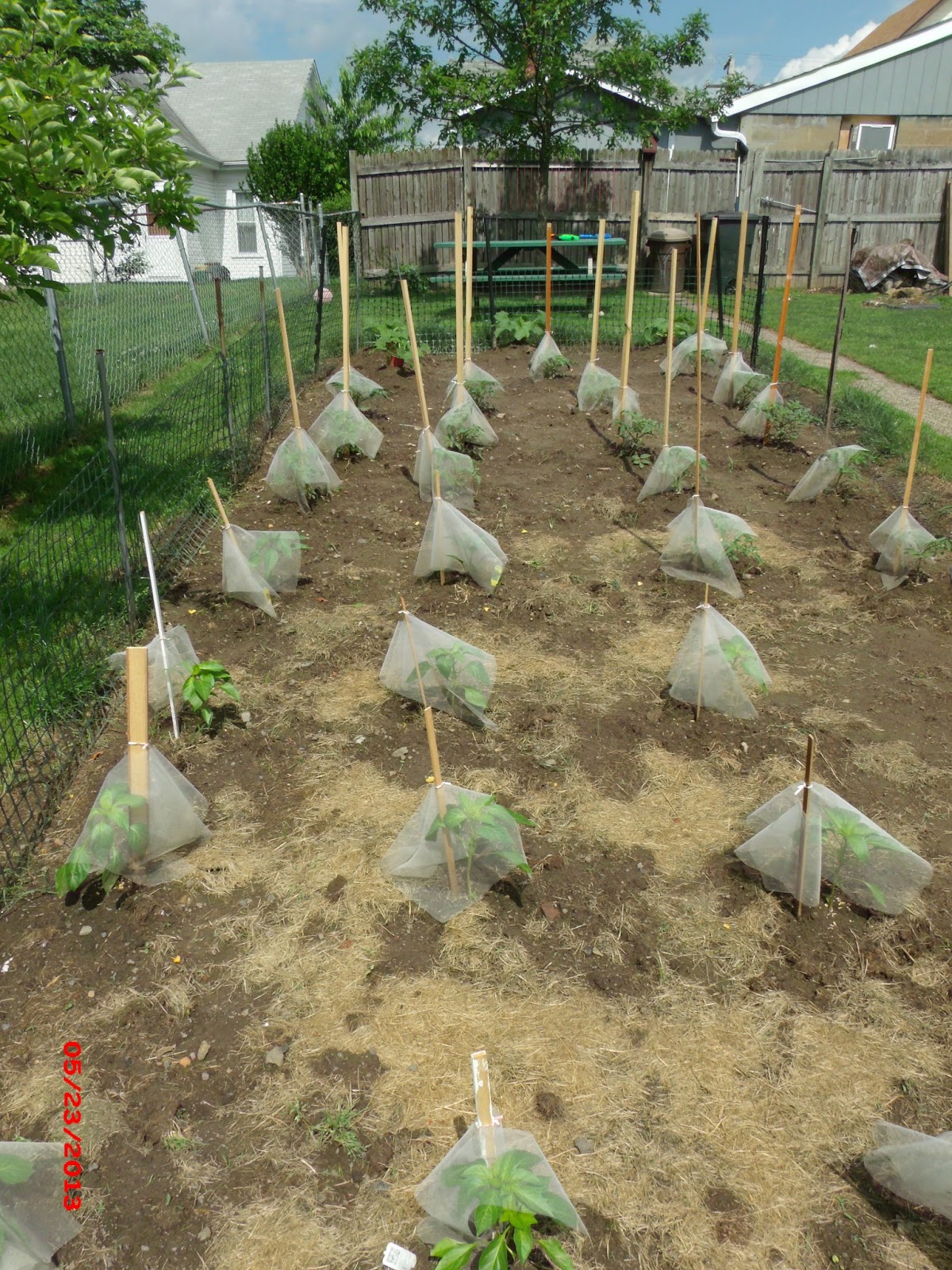 COUNTRY WHISPERS Bird Proofing the Garden