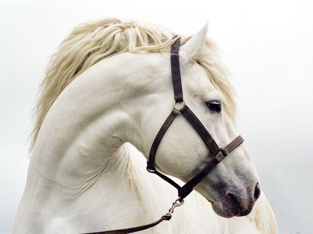 free horse wallpaper - white horse