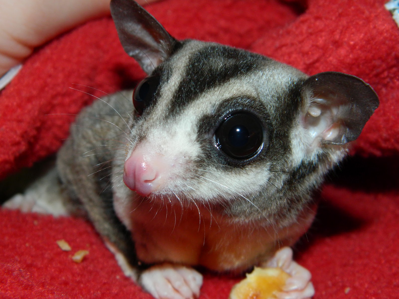 Sugar Glider Nail Trimming Near Me - kallodesign