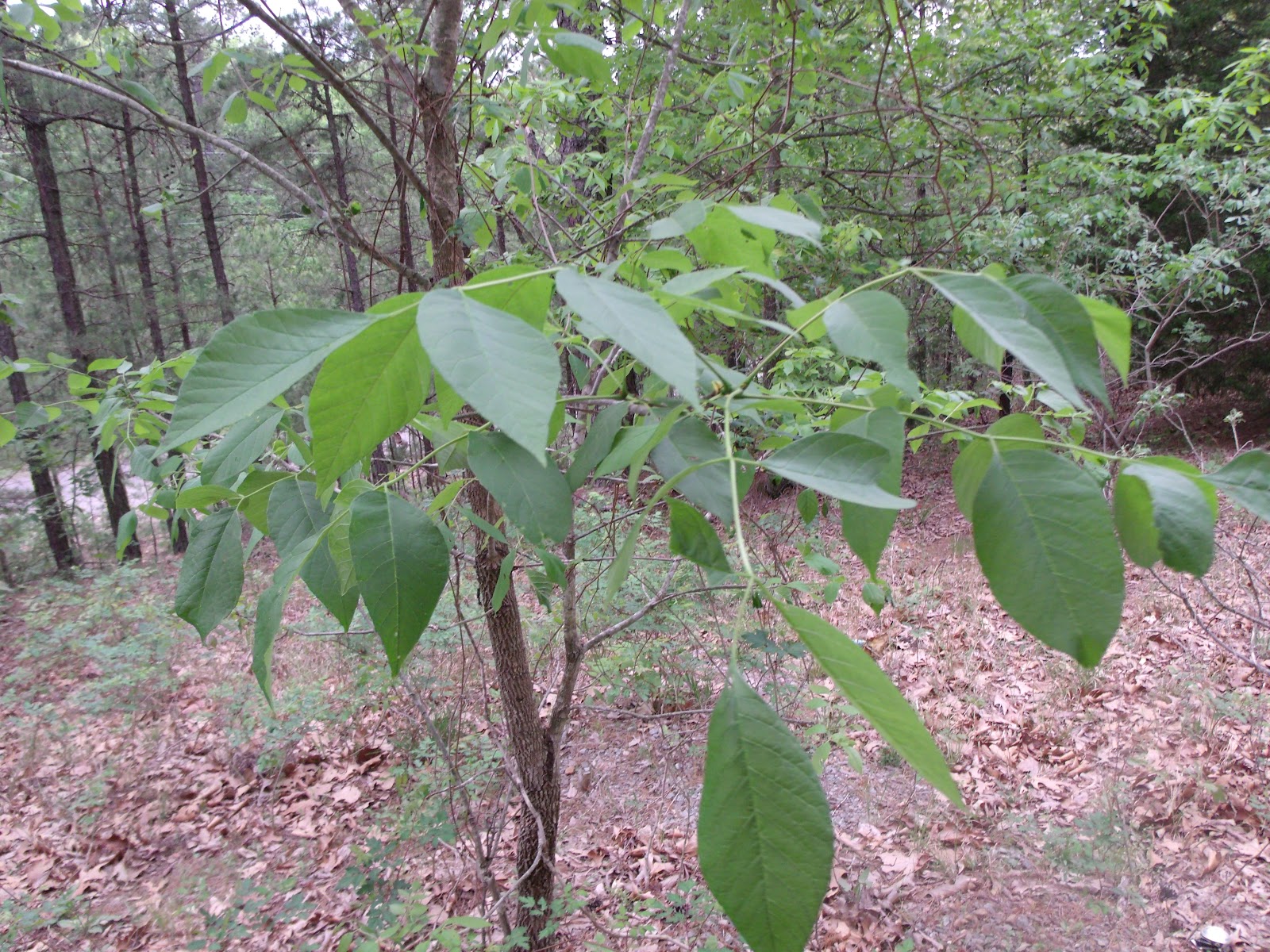 Bio Project 44 Bitternut Hickory Tree Taxonomy