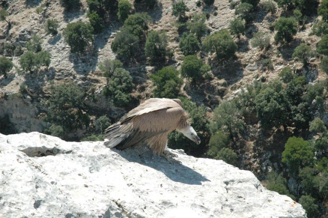 Αποτέλεσμα εικόνας για agriniolike απελευθέρωση