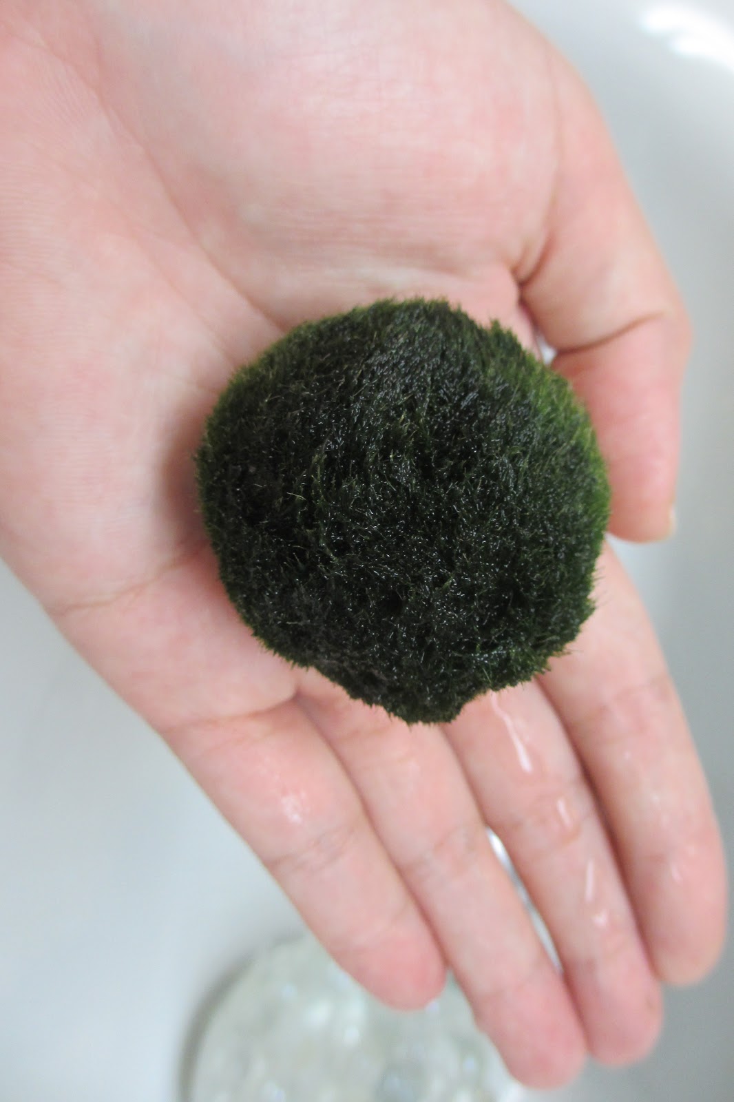 маримо водоросль. японский мох маримо. кладофора шаровидная. водоросли маримо съедобные?. японский мох маримо.