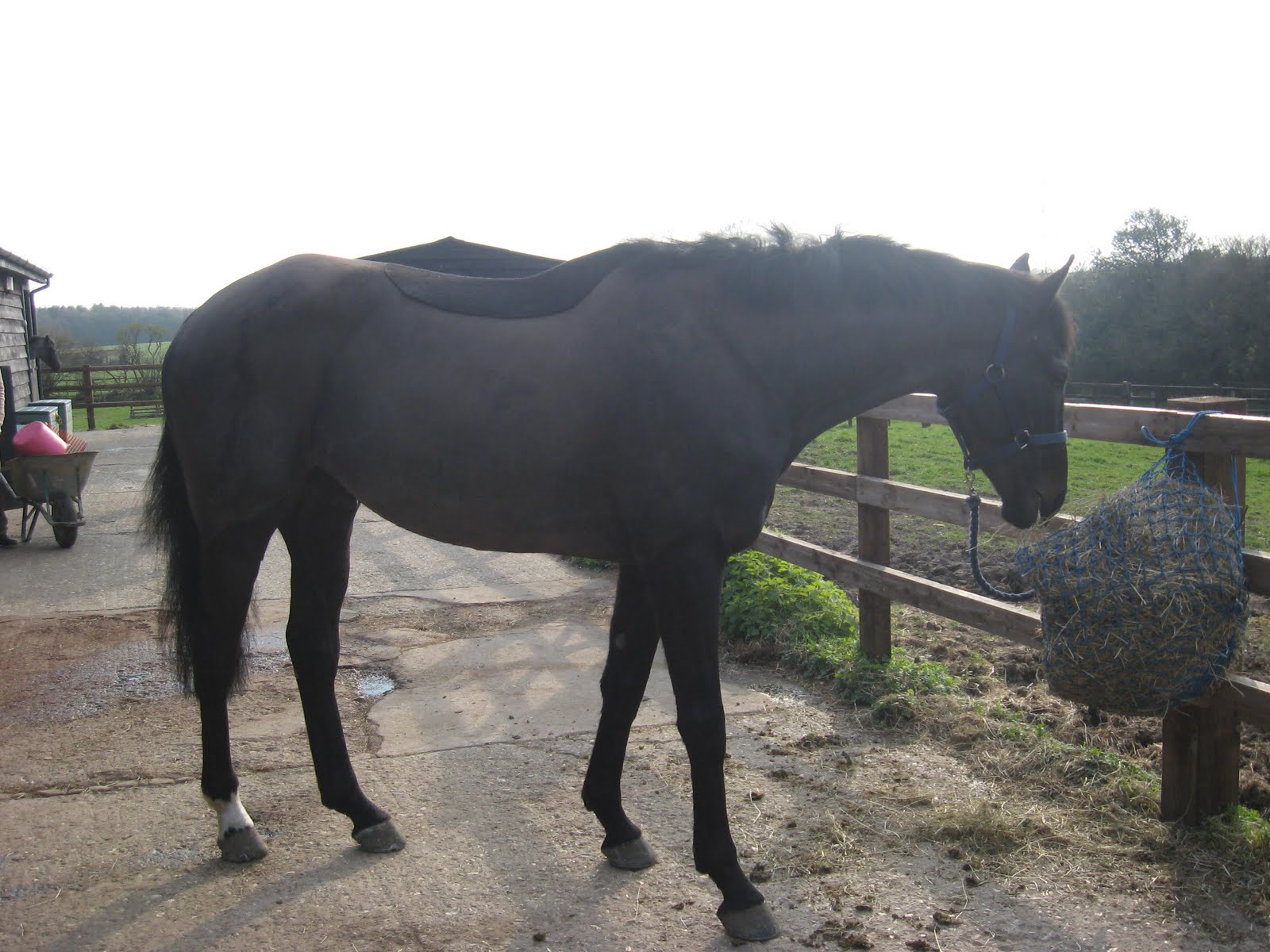 My journey retraining an exracehorse Buying an exracehorse and our
