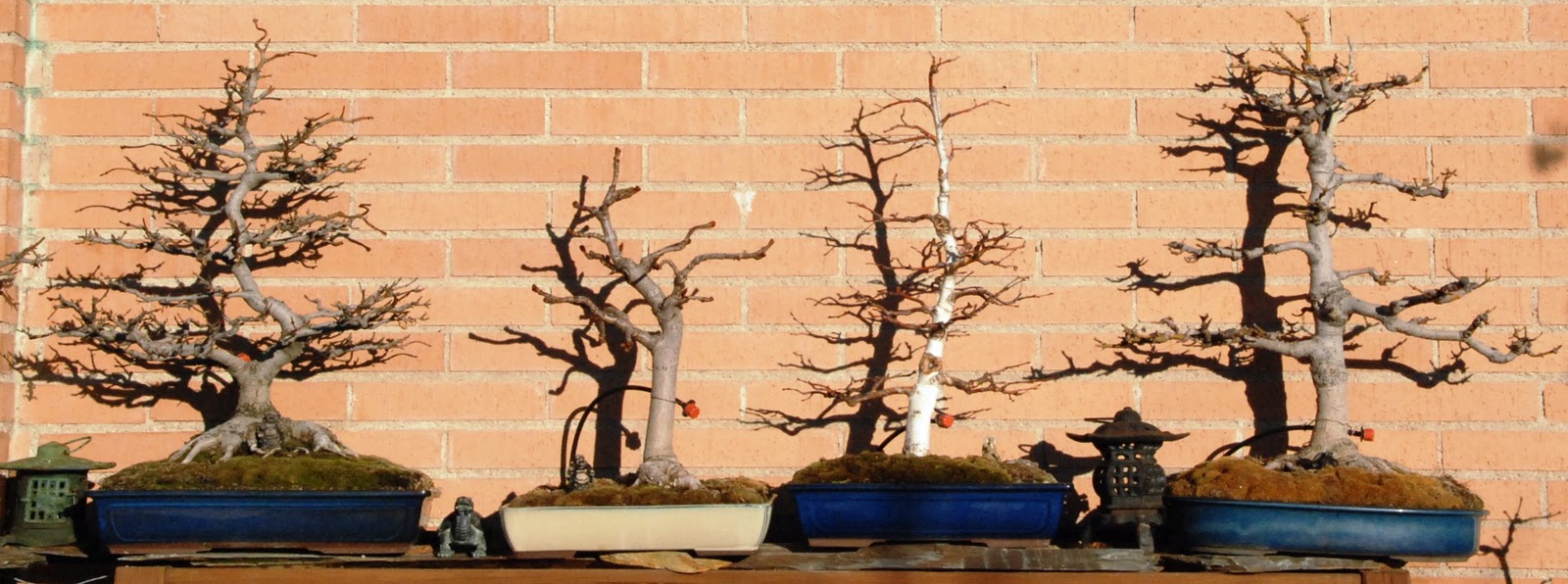 Bonsai de Javier Neila LA BELLEZA DEL BONSÁI EN INVIERNO