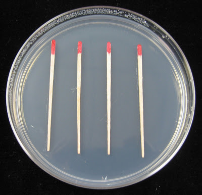 Toothpick Under Microscope Color TAMU_PLPA631_FungalBlog_LornaNissen: Unknown I and II