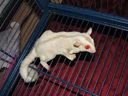 Perbedaan Sugar Glider Albino dan Leucistic | Drh. Fira Sovica