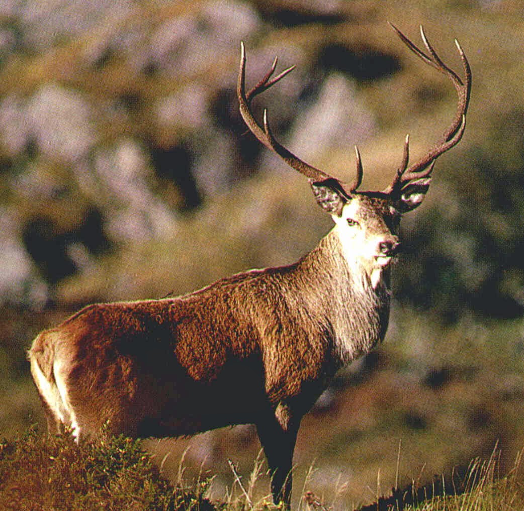 ANIMALS PICTURE: STAG PICTURES GALLERY 10 ANIMALS PICTURE: STAG PICTURES GALLERY 10