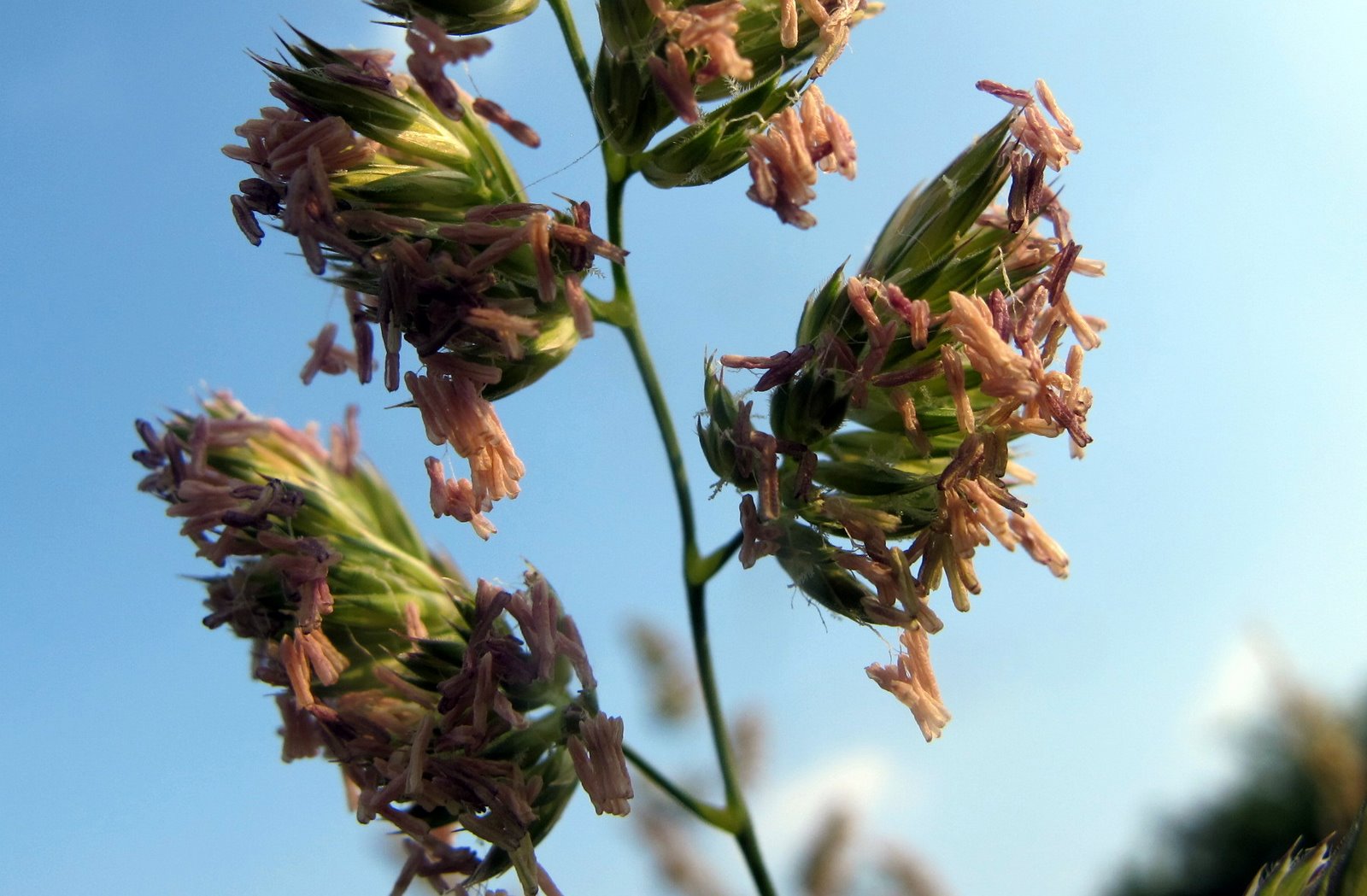 FLORA NEL SALENTO e.. anche altrove Dactylis glomerata L. Poaceae