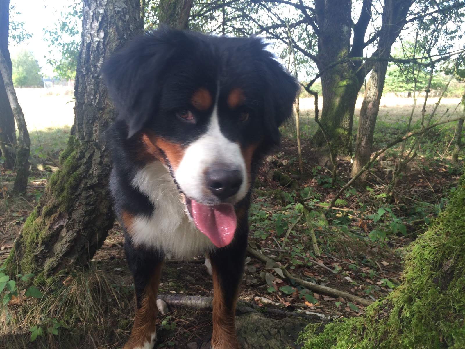 OnlineHundeschule.ch SKN Stress beim Hund