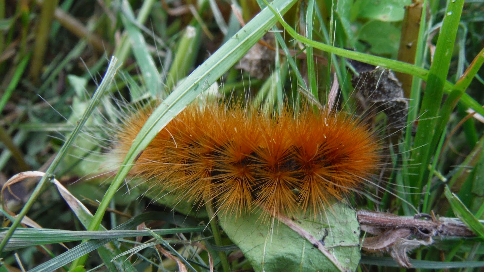 Mark Bellis: Woolly Bear
