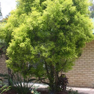 WALK IN GREENS: Melaleuca bracteata