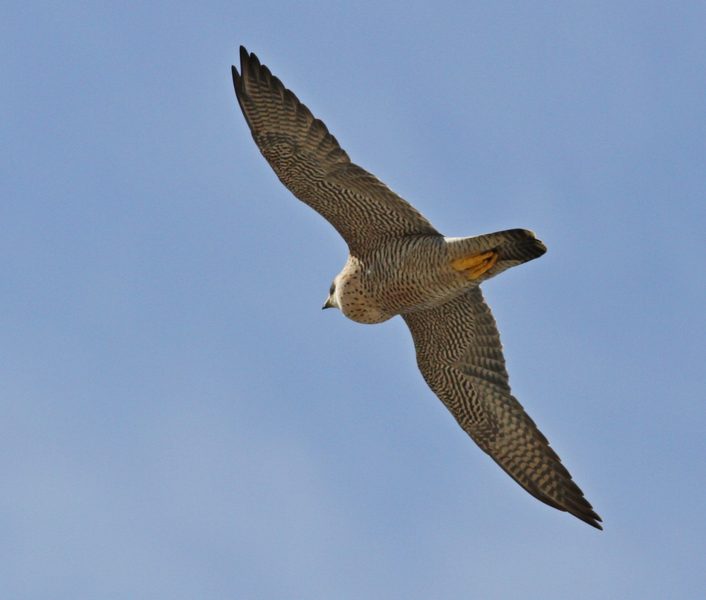 rapaces diurnas de cataluña: busardo ratonero(buteo buteo)fase clara ...