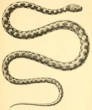 Η ιστορία πίσω από το θαύμα με τα φιδάκια