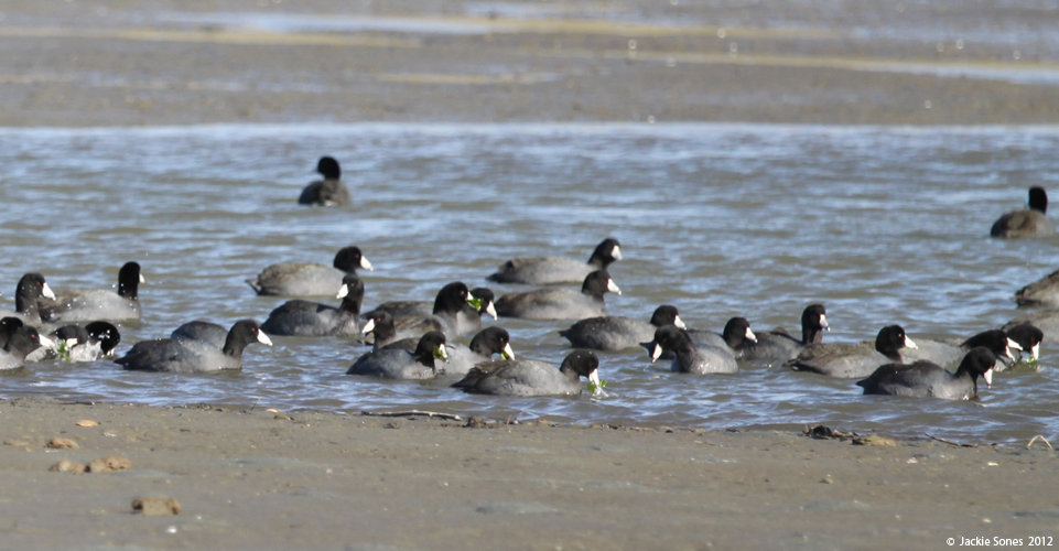 The Natural History of Bodega Head What do coots eat?