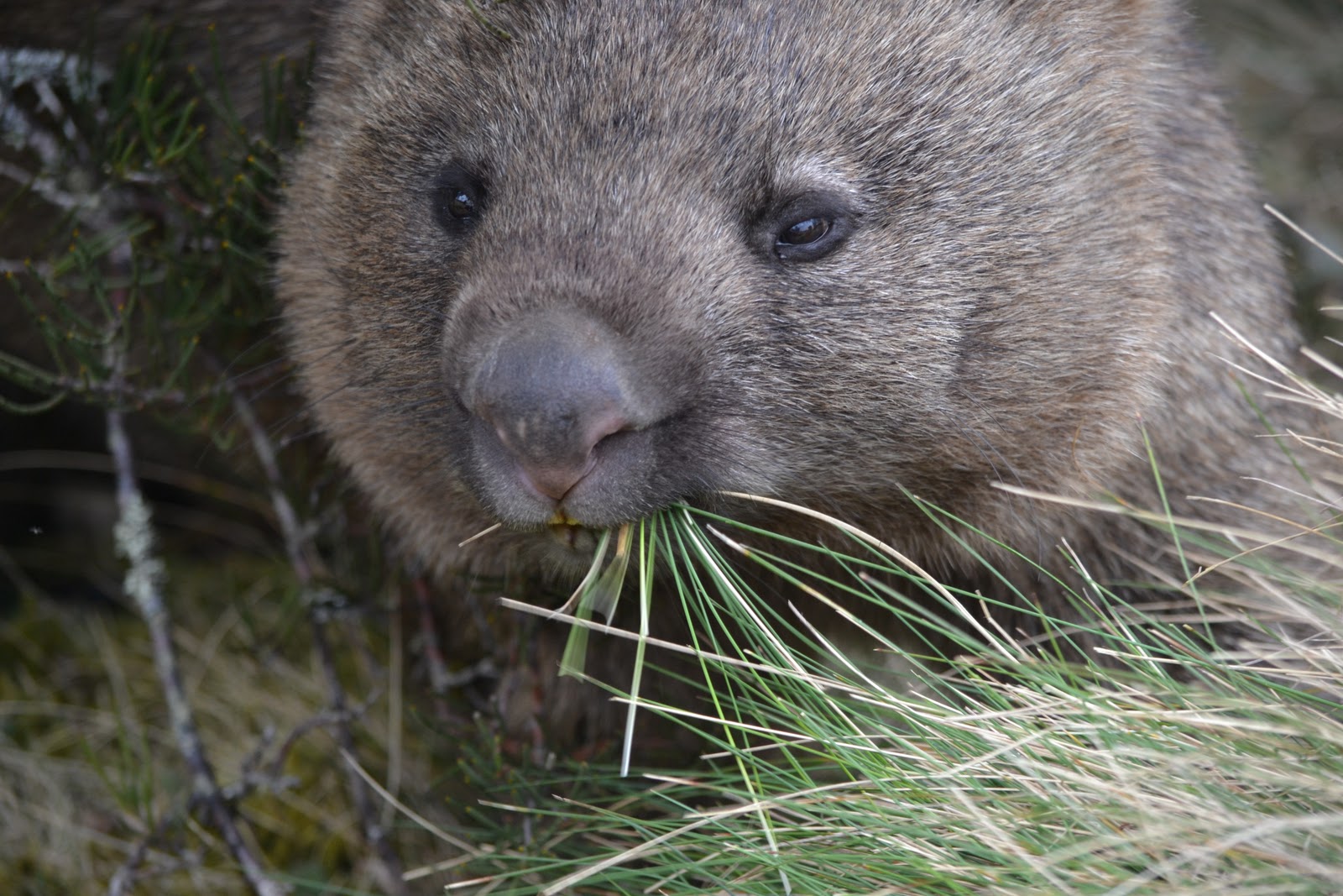 Spring again - (mostly) south of the equator: Wombat chasing
