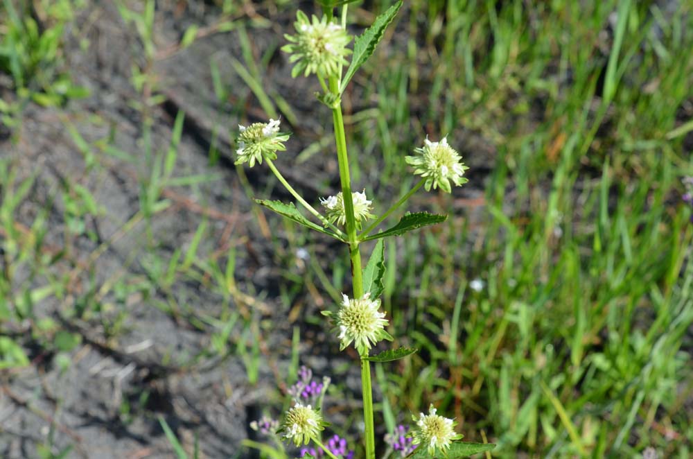 Space Coast Wildflowers: Summer in Tosohatchee, August 3, 2012