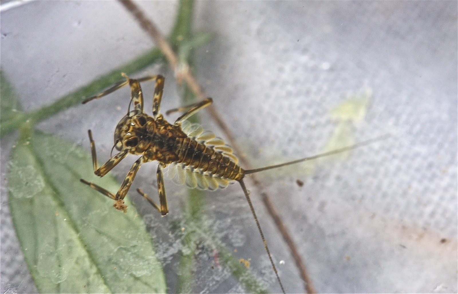 Aquatic Insects of Central Virginia: Where to Begin? A Stream Report on ...