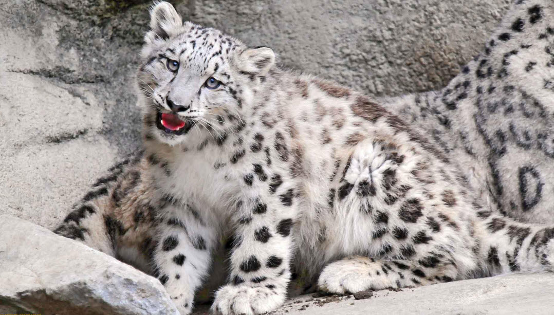 Snow Leopard The Biggest Animals Kingdom