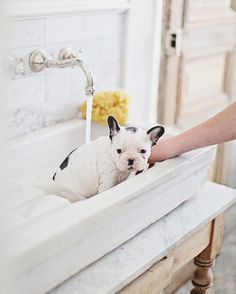French bulldog getting bath in farm sink