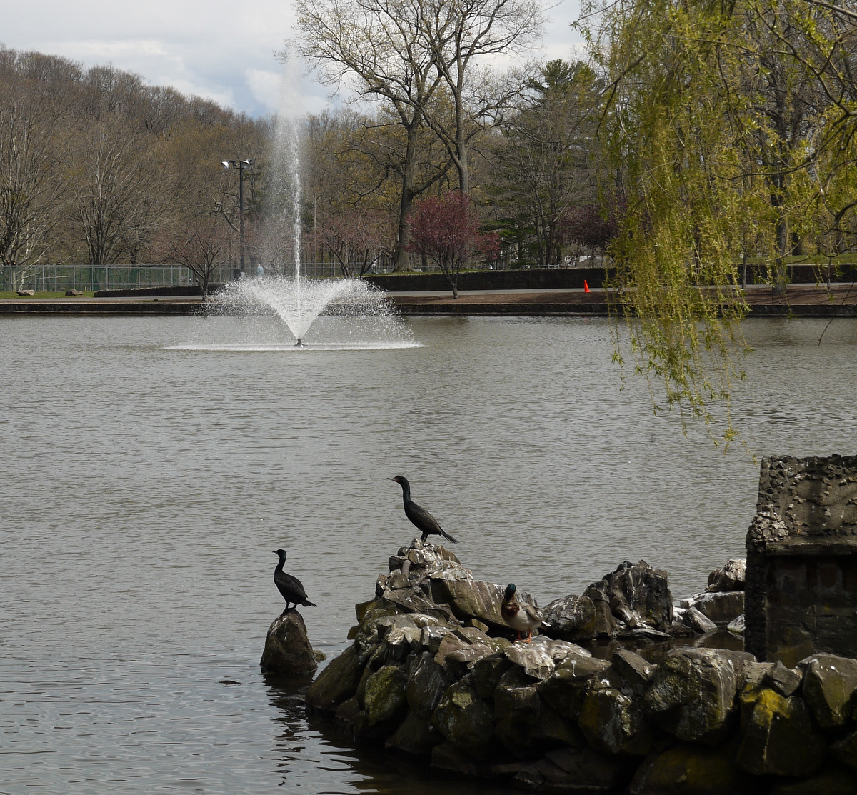 Along the NETCohos Daffodils at Hubbard Park, Meriden