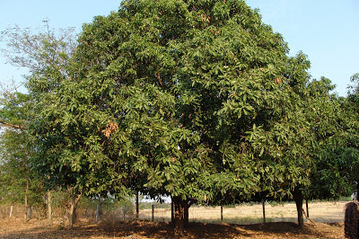Image result for mango tree scientific name