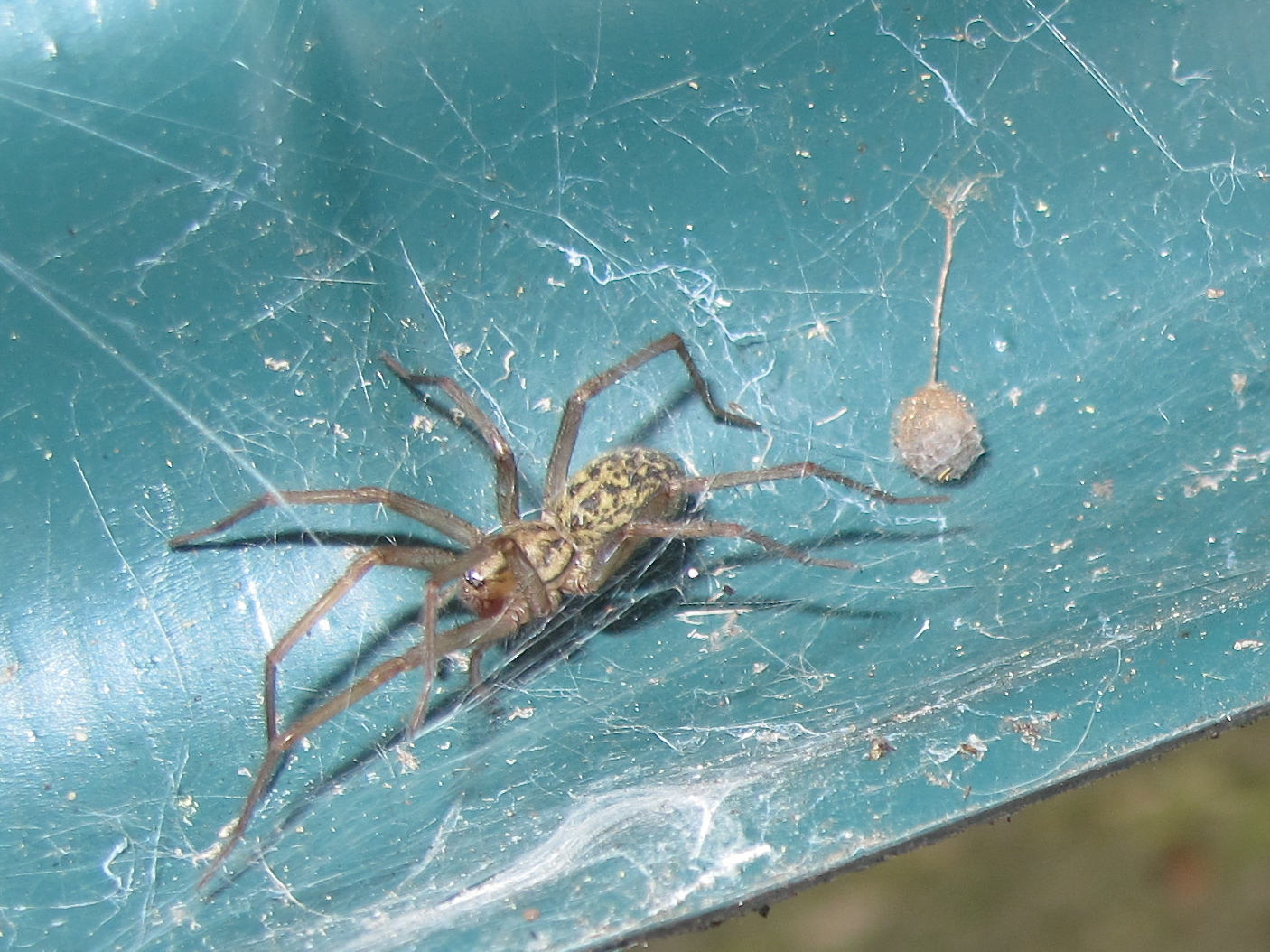 BugBlog House spider with egg sac