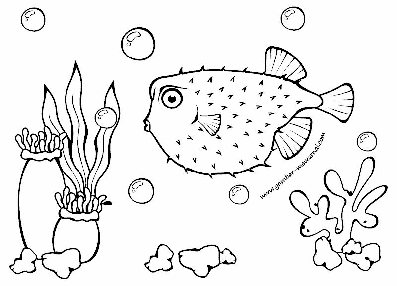gambar mewarnai ikan buntal