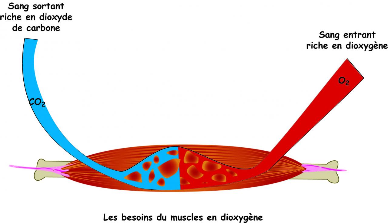 Découvrir 190+ imagen formule chimique du dioxygène fr.thptnganamst.edu.vn Découvrir 190+ imagen formule chimique du dioxygène fr.thptnganamst.edu.vn