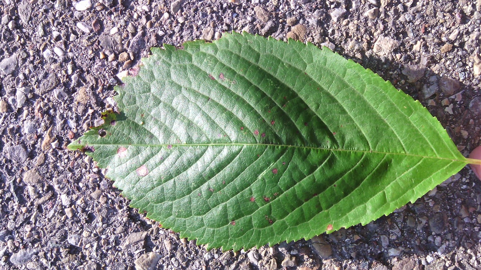 Baumtagebuch Kirschbaum