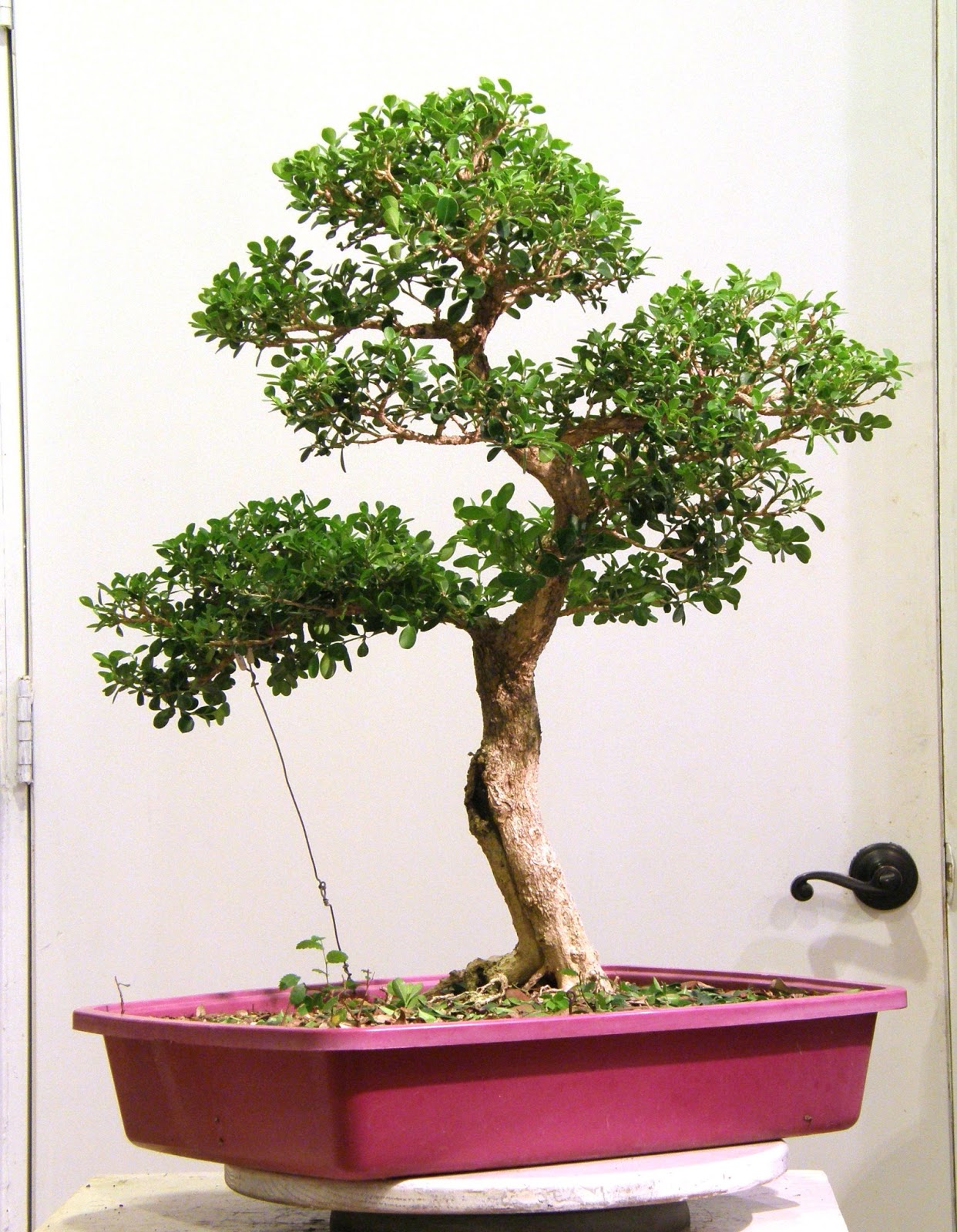 Heart of Texas Bonsai Japanese Boxwood 3 the Cemetary Boxwood