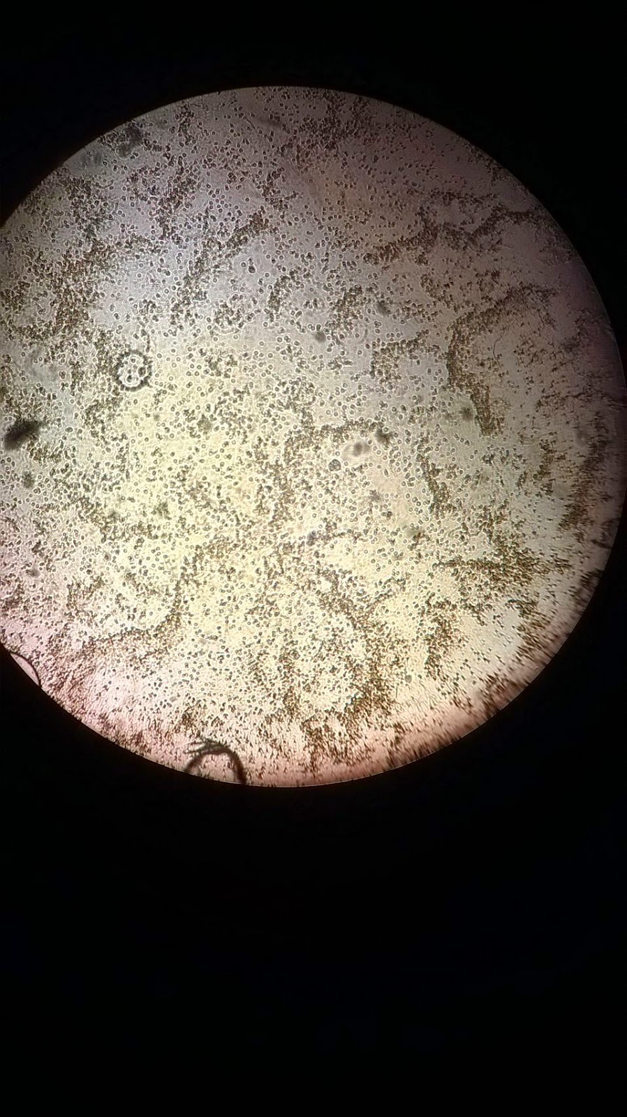PRACTICAS DE TEMAS SELECTOS DE BIOLOGIA : Practica identificación de