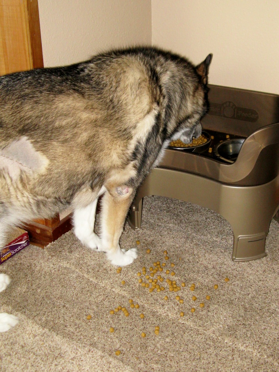 Cat Licks Food But Doesn T Eat Cat Licks Food But Doesn T Eat