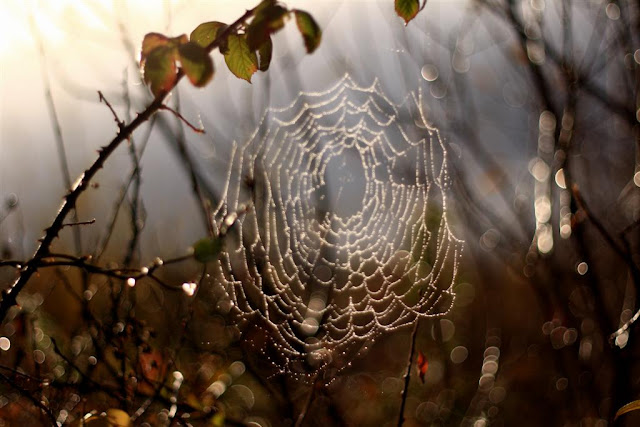 © Annie Japaud Photography, Bog Road, Oughterard, Galway, Ireland 