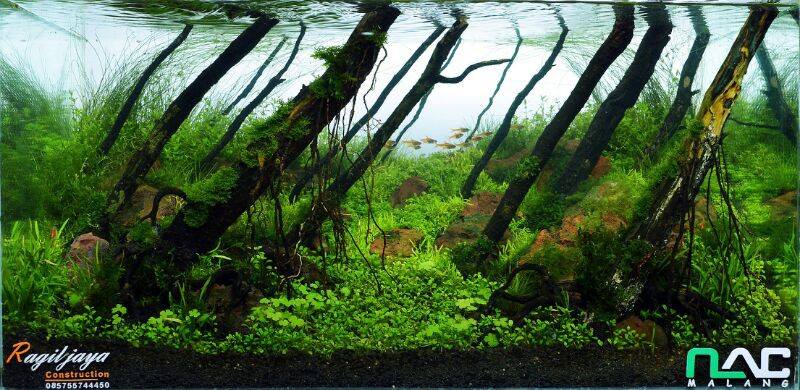 IWAQU Toko Ikan Hias  Aquascape, Ikan Hias, Aquarium dan Aksesories
