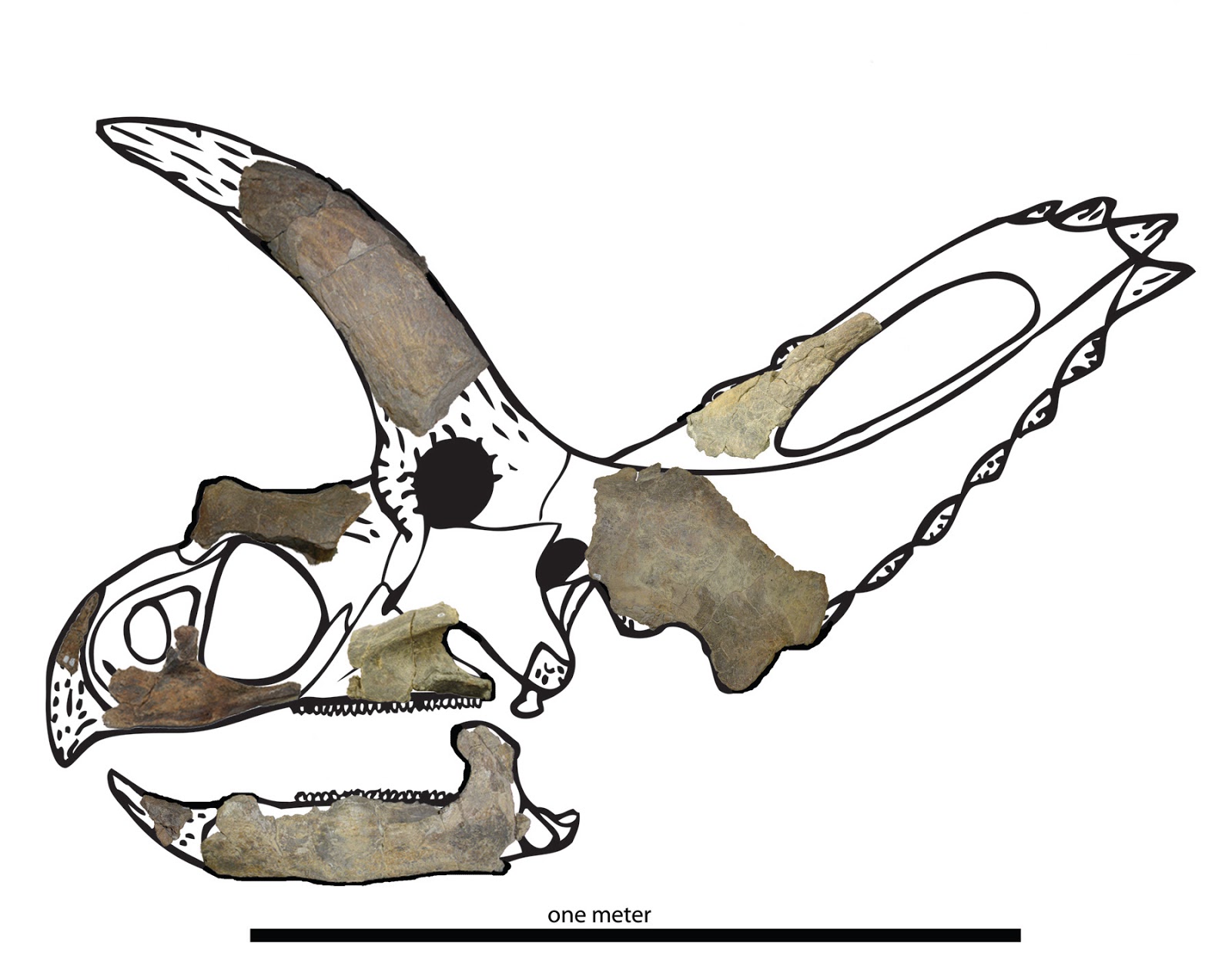 Prehistoric Beast of the Week: Coahuilaceratops: Prehistoric