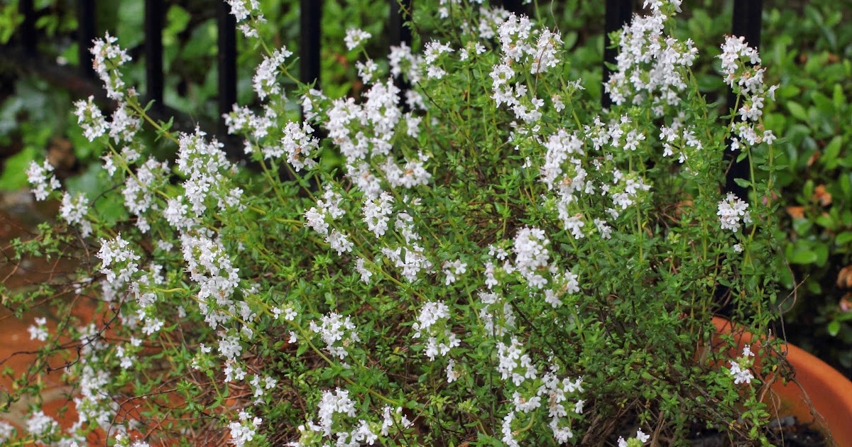 HOW TO GROW THYME Thymus vulgaris The Garden of Eaden