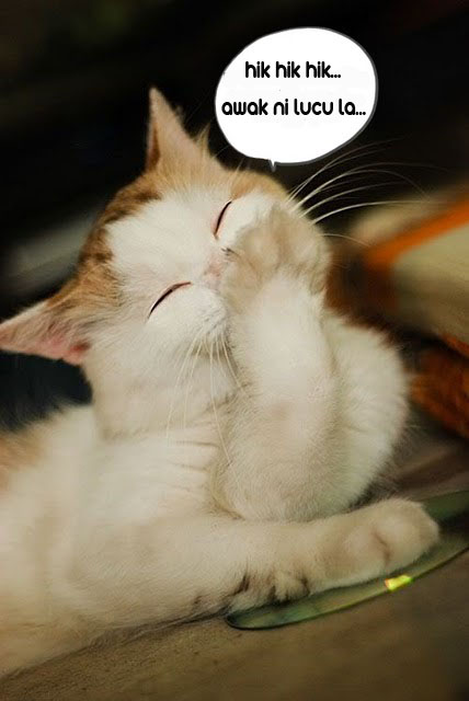 10 Gambar Kucing Lucu - Syurga Itu Indah