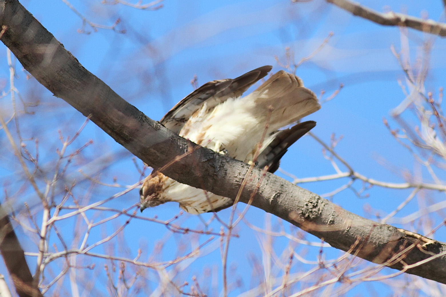 RedTailed Hawk Nest 20092017 Male and Female RedTailed hawk seen
