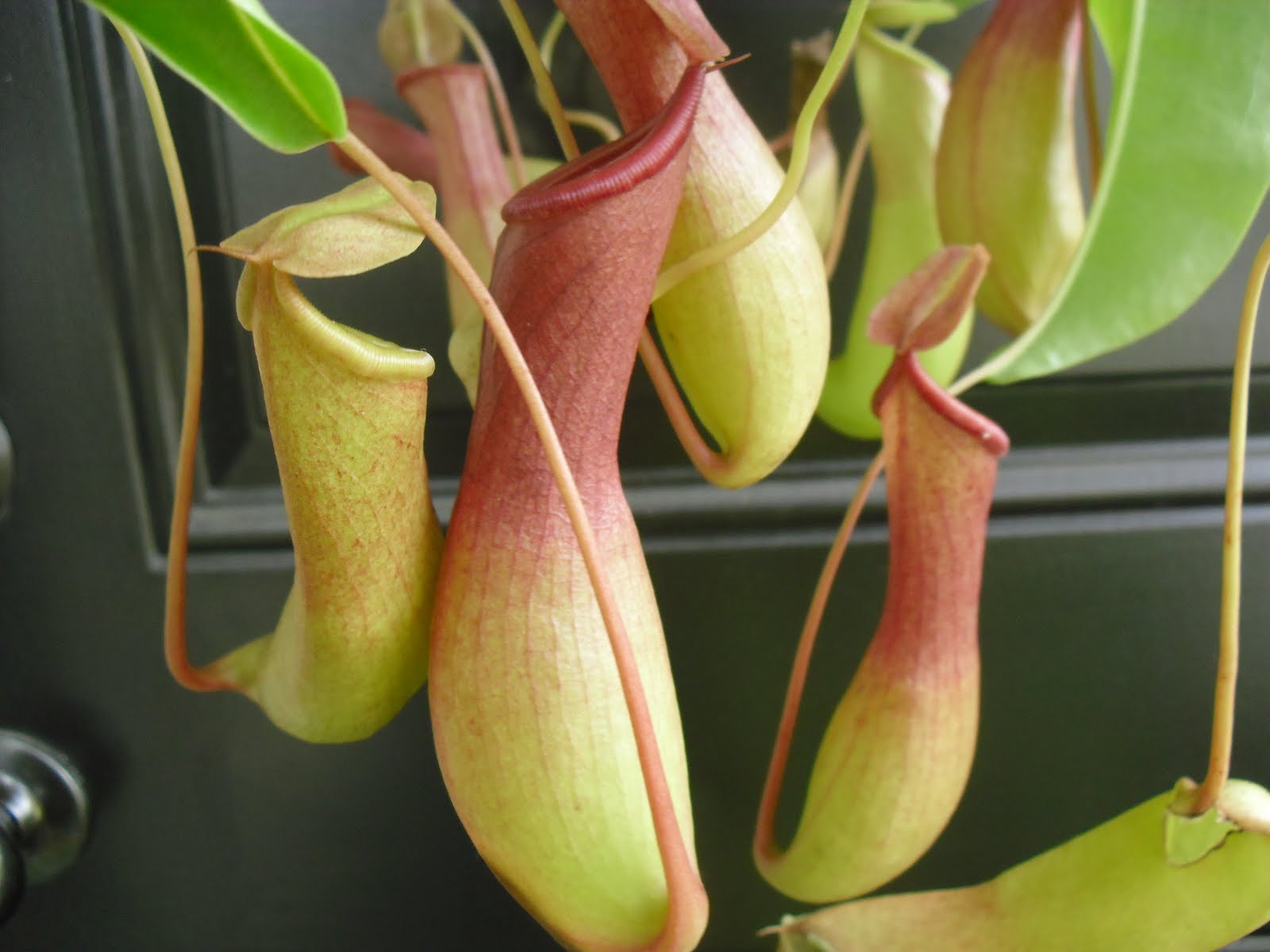 Monkey cup pitcher plant
