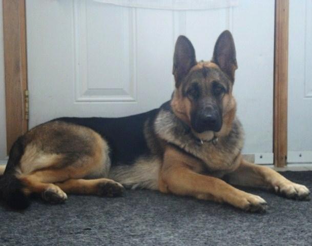 Giant German Shepherds Dog Breeds Picture