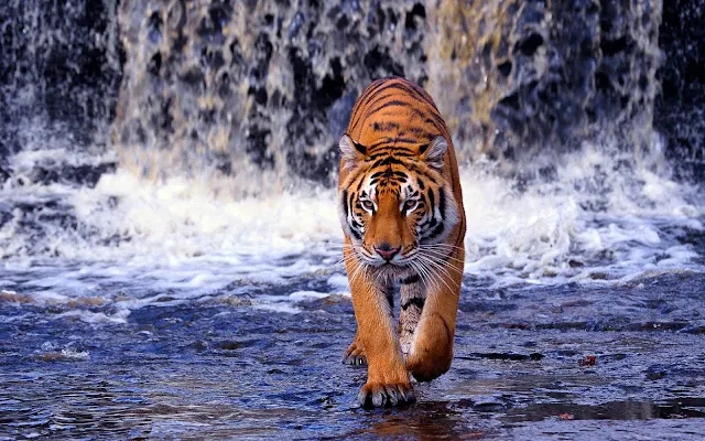 Foto van een tijger die door het water loopt