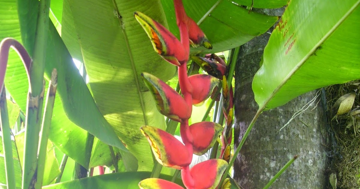 Thelmas' Tropical Garden How I Planted The Birds of Paradise