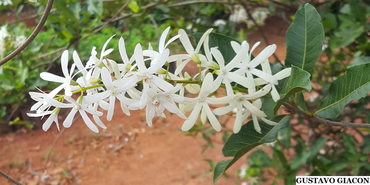 Viveiro Ciprest - Plantas Nativas e Exóticas: Petreia ou Flor de São Miguel  Branca ( Petrea volubilis 
