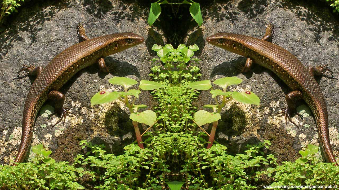 43+ Gambar Hewan Bertelur GIF