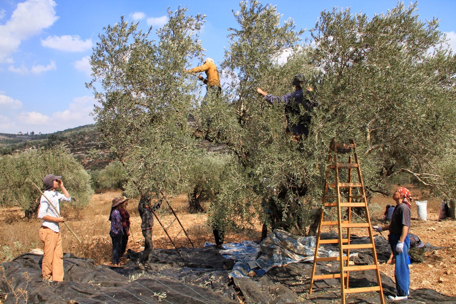 Dave Adair Photography: Picking olives in Israel/Palestine